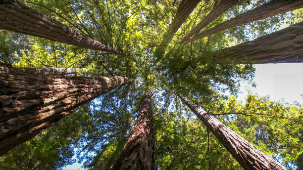 How Our Tree Care Process Works  in Cedar Creek, TX